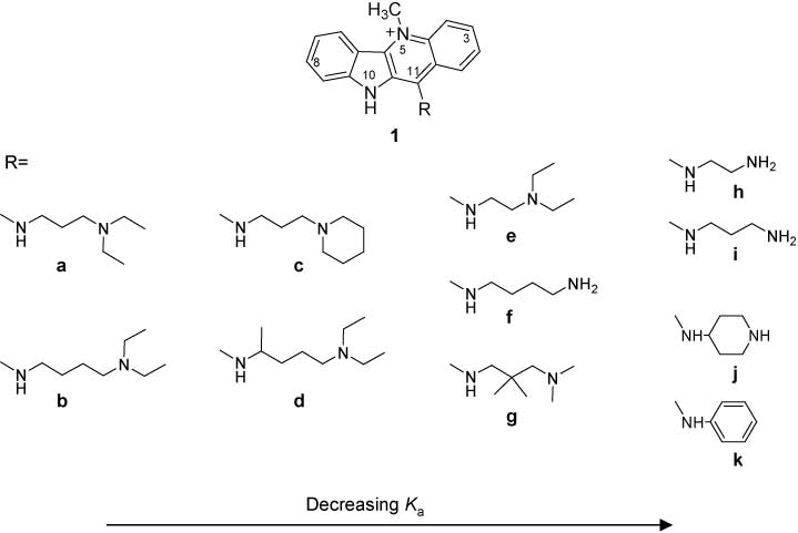 Figure 5 Cryptolepine derivatives with basic aminoalkyl substituents R at the C11 position; experimentally determined association constants for binding the duplex d(GATCCTAGGATC)2 decrease from left to right.