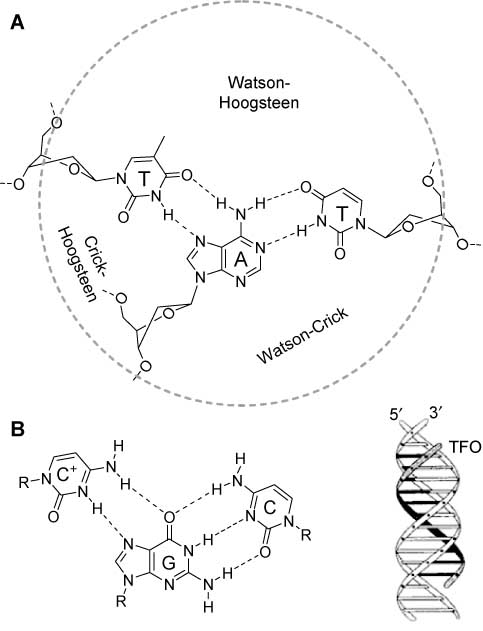 Figure 9 Structure of DNA triplex.(A) T×AT base triad with Watson-Crick, Watson-Hoogsteen and Crick-Hoogsteen groove and (B) C+×GC base triplet. (C) Schematic drawing of a triple-helical DNA.