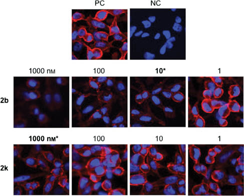Figure 2 Results from the binding assay for two selected analogs.Compound 2b shows EC of 10 nm and compound 2k shows EC of 1000 nm (PC, positive control; NC, negative control).