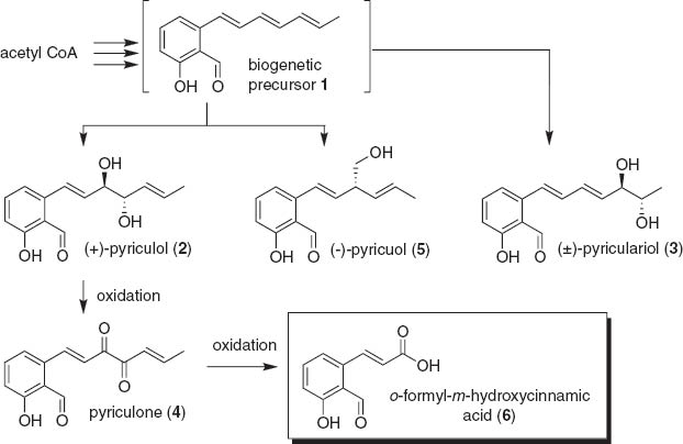 Scheme 1 Biogenetic pathways of salicylaldehyde-type phytotoxin isolated from rice blast fungus.