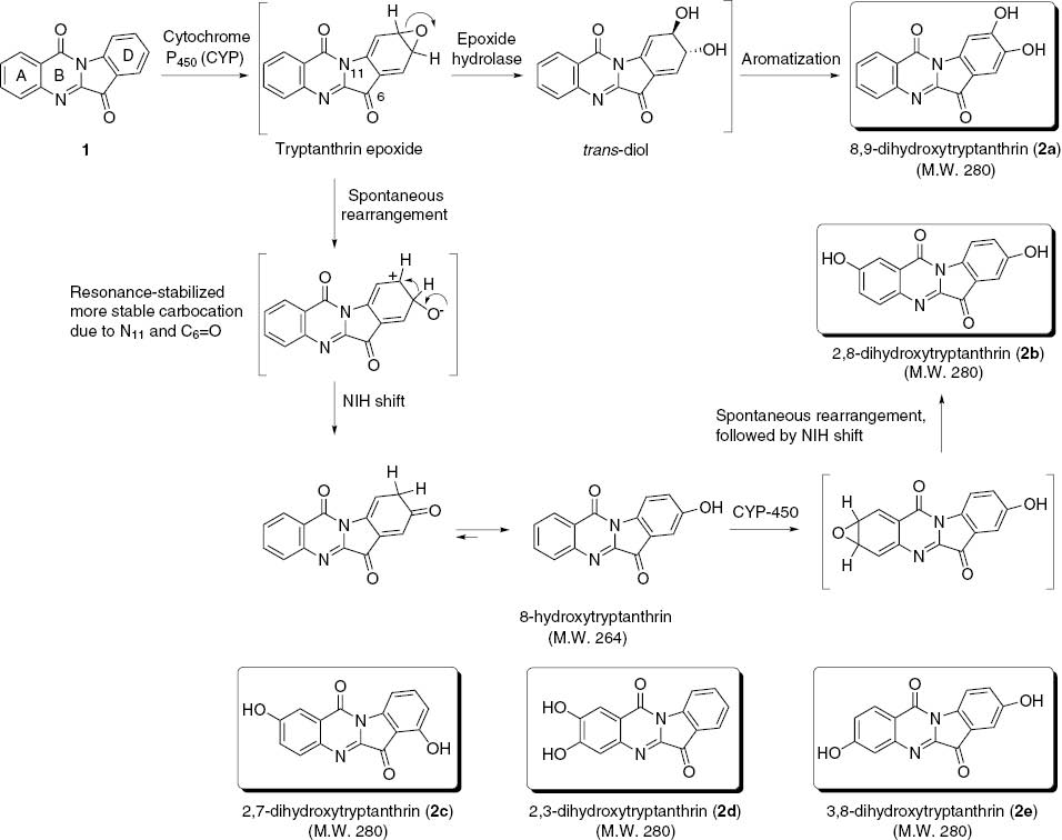 Scheme 1: Proposed mechanisms for metabolites of tryptanthrin.