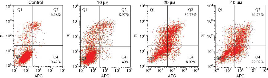 Figure 2 Apoptosis ratio of conjugate 10 as detected by Annexin V-APC/PI double-staining assay of MCF-7 cells.The MCF-7 cells were treated with 10, 20, and 40 μm of conjugate 10 for 24 h. Four quadrant images were observed by ﬂow cytometric analysis: the Q1 area represents damaged cells appearing in the process of cell collection, the Q2 region shows necrotic cells and later-period apoptotic cells, the normal cells are located in the Q3 area, and the Q4 area shows early apoptotic cells.