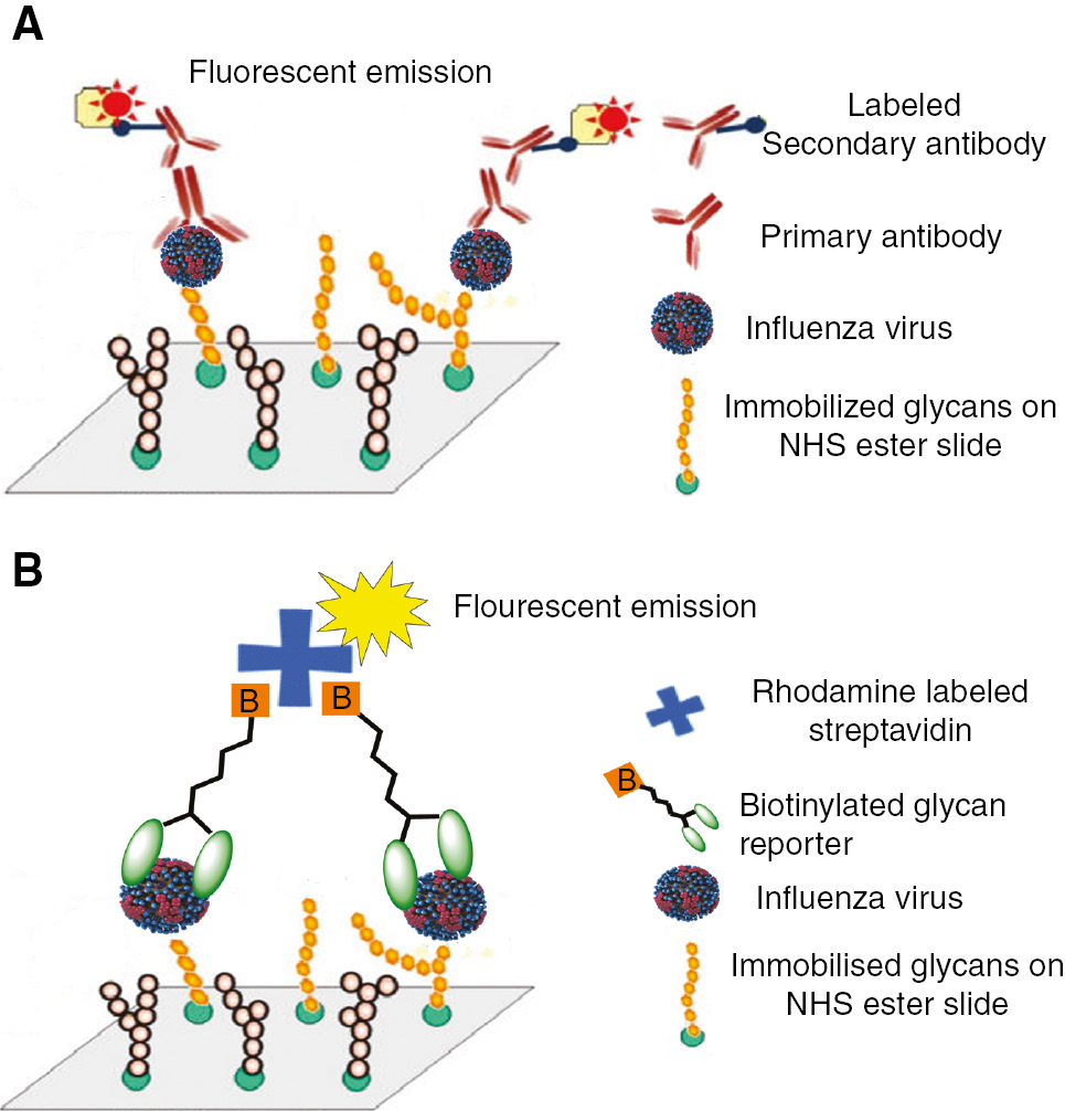 Figure 1 (A) Cartoon representation of the sandwich assay using glycans as capture and labeled antibody as reporters. (B) Cartoon representation of the sandwich assay using glycans as capture and biotinylated glycan-labeled streptavidin as reporters.