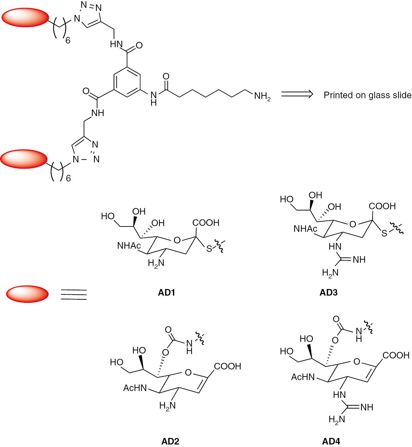 Figure 2 Structures of the four glycans immobilized on glass slides for capturing influenza virus.