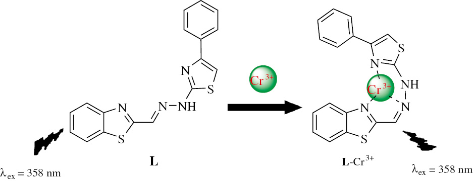 Scheme 2 Proposed mechanism for Cr3+ chelation by L.
