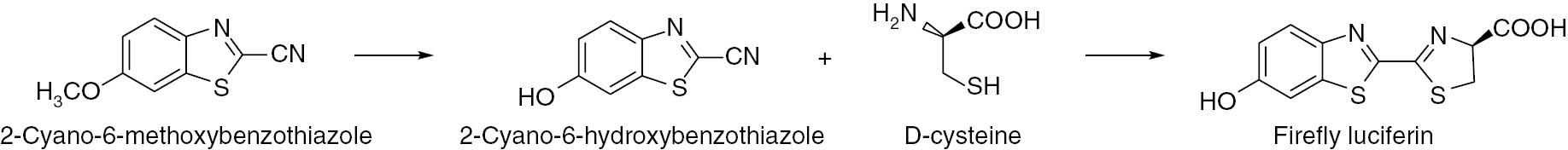 Scheme 1 Synthesis of firefly luciferin.