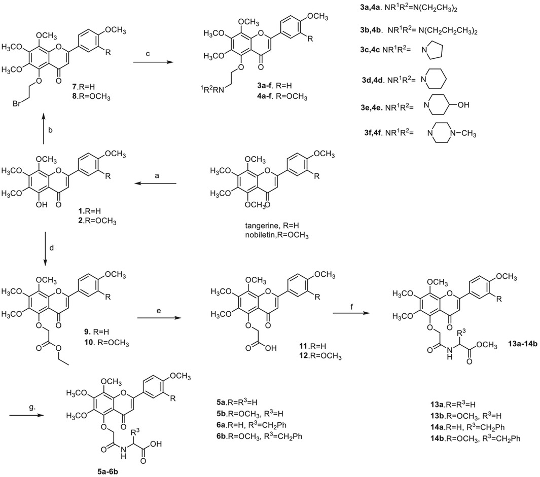 Scheme 1 Synthetic route of aminoalkyl and amino derivatives of polymethoxyflavonesReagents and conditions: a. AlCl3, CH3CO2C2H5, reflux, then 5% HCl(aq), reflux; b.BrCH2CH2Br, K2CO3, DMF, heat; c. HNR1R2, K2CO3, CH3CN, reflux; d. ClCH2CO2C2H5, K2CO3, DMF, heat; e. 10% NaOH (aq.), CH3OH, r.t; f. H2NCH(R3)CO2CH3, EDCl, DMAP, CH2Cl2, r.t; g. 10% NaOH (aq), CH3OH, r.t, then 1 M HCl(aq), r.t.