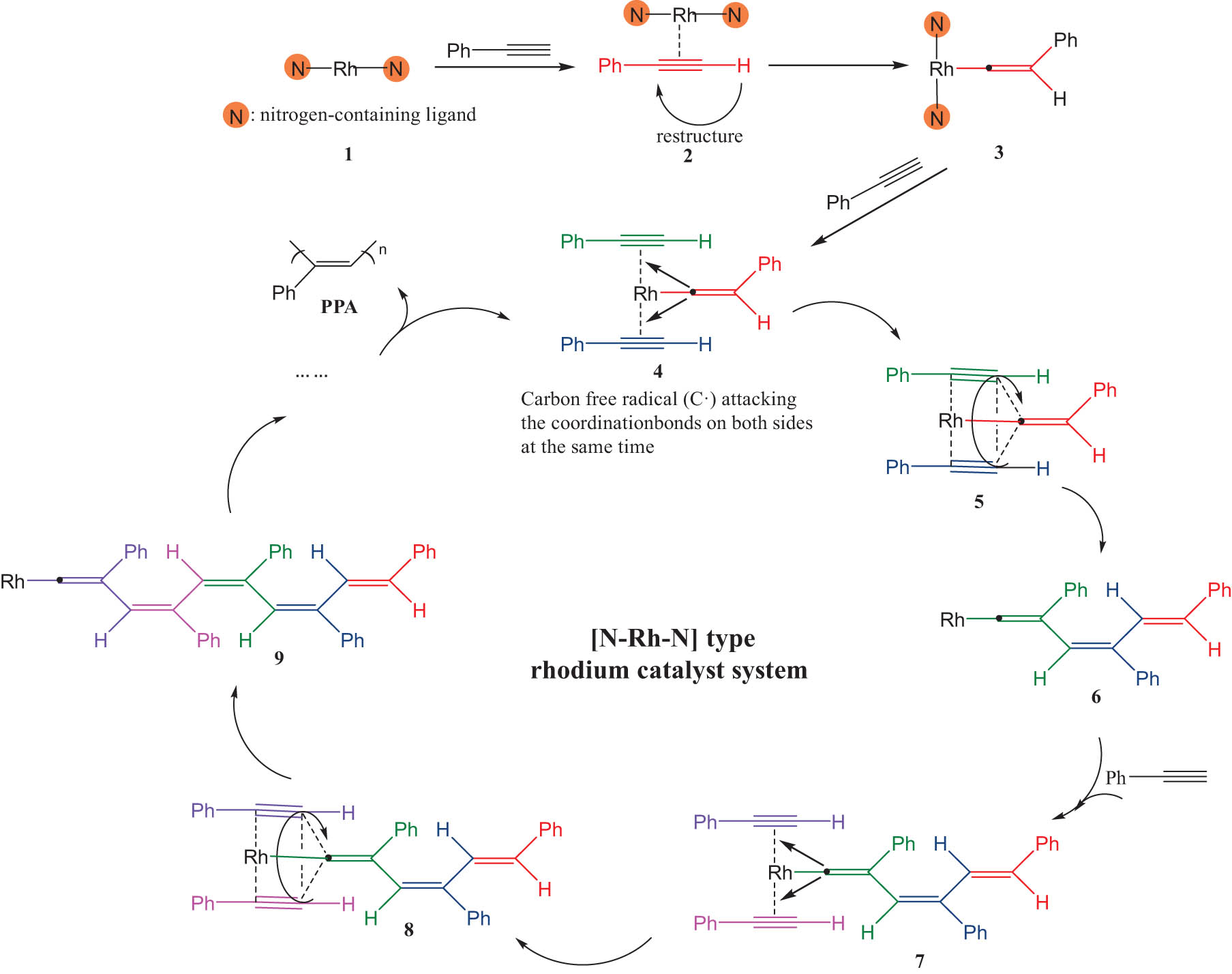 Scheme 3 
               Polymerization mechanism of PA under [N–Rh–N] type rhodium catalyst system.
            
