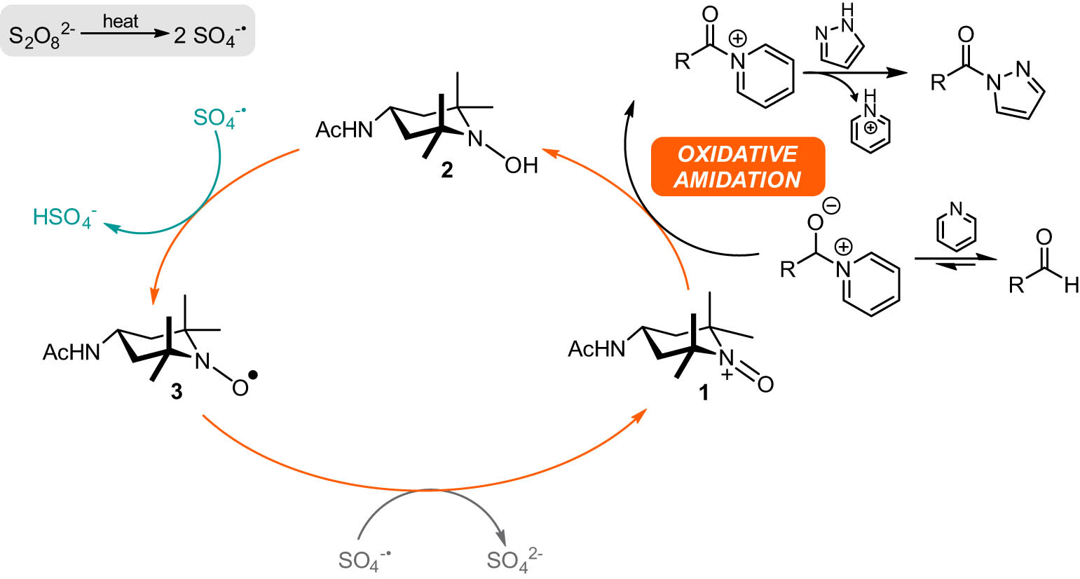 Figure 3 
                  Catalytic cycle for oxidative amidation.
               