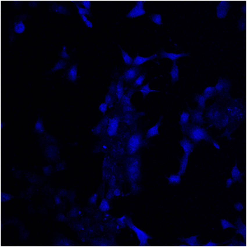Figure 5
Single-photon fluorescence cell microscopic imaging of 4T1 cells.