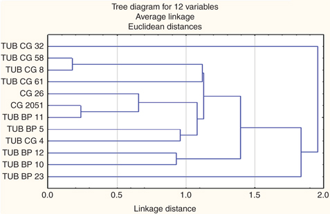 Figure 2: Diagram of cluster analysis considering the content of inulin in tubers of Jerusalem artichoke