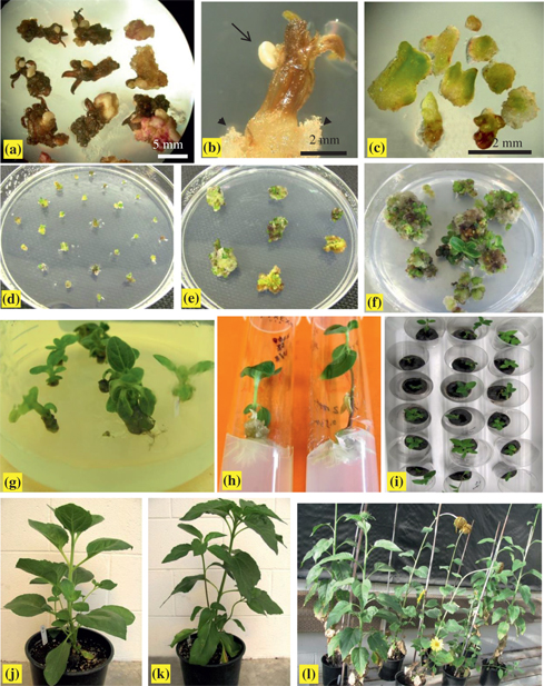 Figure 1: Somatic embryogenesis, plant regeneration and acclimation of interspecific amphiploids. (a, b) Primary somatic embryos were produced directly from the surface of corolla tubes on induction “Medium A” after 15 d of culture in the dark. (a) Asynchronous development of embryos. (b) The enlargement of a flower with a somatic embryo at the globular stage (long arrow), callus formed only at the wounded edge of the flower (arrow head). (c) Primary somatic embryos at different development stages after 15 d of culture under light condition on induction Medium A. (d) PSEs proliferation on subculture Medium 1 after 15 d of culture under light condition, showing white embryos gradually turned green ones and began to proliferate. (e) Asynchronous development occurred in secondary embryogenesis, showing some secondary embryos produced and some that begun their shoot conversion on subculture Medium 1 after 30 d of culture. (f) Germination of SSEs on subculture Medium 2 without plant growth regulators, showing young shoots produced from green buds after 30 d of culture. (g) Shoots more than 2 cm in length with about two leaves continued to subculture on subculture Medium 2 for shoot elongation in conical flask. (h) Plantlets with about 4 leaves transferred onto rooting medium. (i) Plantlets with well-developed roots when transplanted to peat pellet for acclimation. (j, k) Somatic embryo-derived plantlets of G08/2280 (j) and G08/2260 (k) at the vegetative stage. (l) Flowering of some somatic embryo-derived plants.