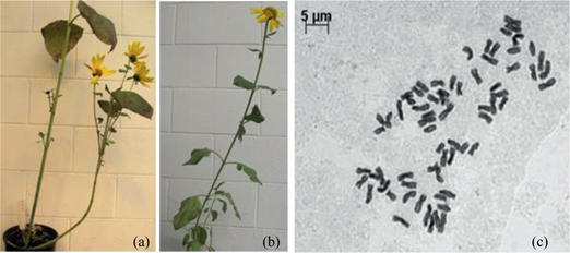 Figure 2: Plants at the flowering stage and chromosomes of root-tip cell. (a) Plant of G08/2280. (b) SE-derived plant of G08/2280. (c) Mitotic metaphase chromosome of a root-tip cell of SE-derived plant of G08/2280, 2n=4x=68. Bar=5 µm in the picture of c.