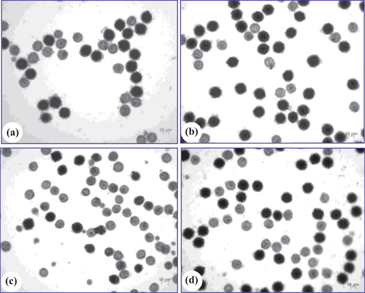 Figure 3: Mature pollen grains of SE-derived plants and the donor plants. (a) Pollen grains of G08/2280. (b) Pollen grains of G08/2260. (c) Pollen grains of SE-9. (d) Pollen grains of SE-23. Dark stained pollen grains were fertile, light stained ones were sterile. Bars=20 µm in pictures a, b and d, Bar=50 µm in the picture of c.