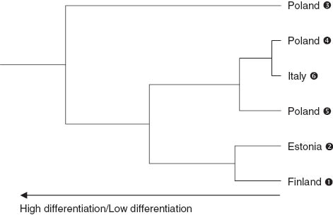 Figure 6 UPGMA cluster plot of the genetic distances among six populations calculated from SSR data.