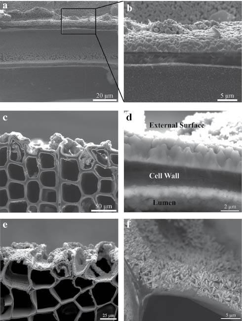 Figure 2: SEM images of the different ZnO nanostructers on wood. Wood cell structure with ZnO platelet coating (a); zoom in the squared region (b); the transverse plane of Norway spruce with dense ZnO coating (c); the most top cell wall with dense ZnO coating (d); transverse plane of Norway spruce with ZnO nanorod coating on the tangential plane (e); the most top cell wall with ZnO nanorod coating (f).