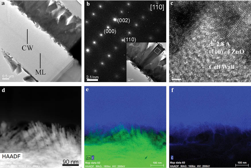 Figure 4: (a) TEM image of wood lamella with ZnO platelet coating (cell wall=CW, middle lamella=ML); (b) SAED pattern from the square area noted in the inset; (c) HRTEM image from the ZnO and wood cell wall interface; (d) HAADF-STEM image acquired from the ZnO and wood cell wall interface; (e) and (f) EDS-Mapping on the area shown in (d). Note: (e) is extracted from both zinc and carbon, while (f) is extracted from carbon.