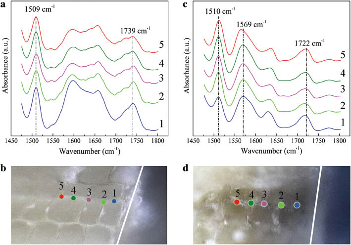 Figure 8: FT-IR spectra acquired from the cross section of spruce wood without coating (a) as well as the one with ZnO coating after 102 h of UV treatment (c). The spectra were acquired along middle lamella from the top (point 1) to the third cell layer (point 5) as noted in (b) and (d), respectively.
