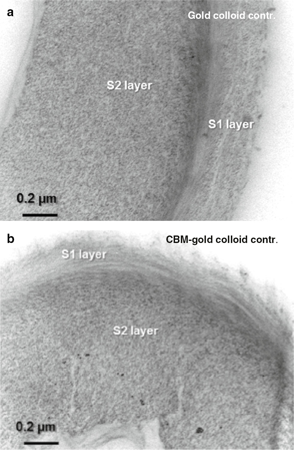 Figure 2: Control experiments were performed to assess reliability of the CBM-gold probe using unbleached fibres (a) gold colloid control; (b) CBM-gold colloid control.