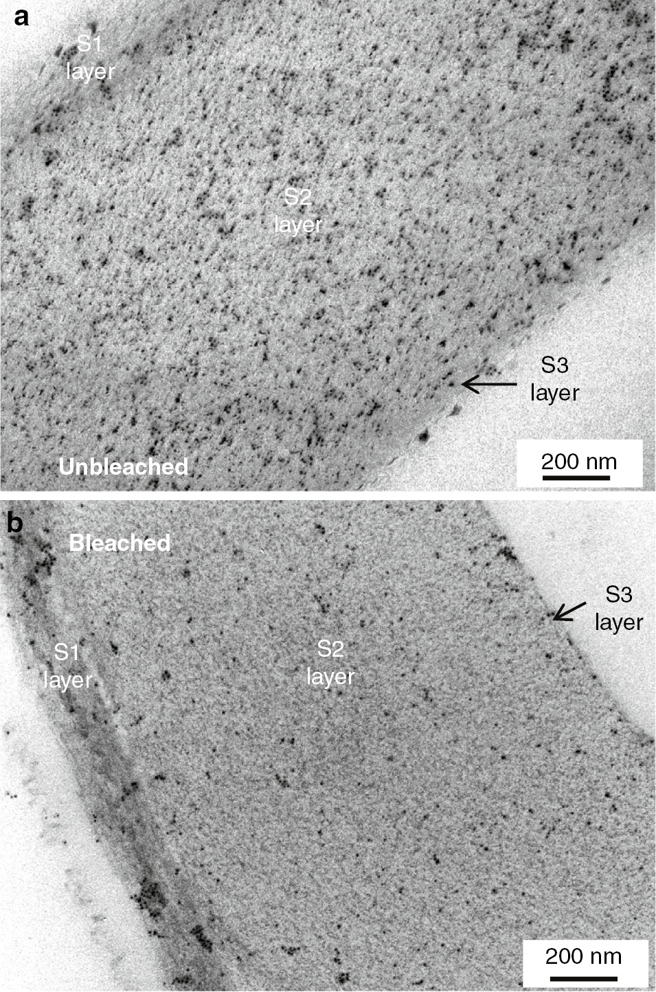 Figure 4: The optimal CBM-gold complex preparation used to label (a) unbleached and, (b) fully bleached, fibre cross-sections.