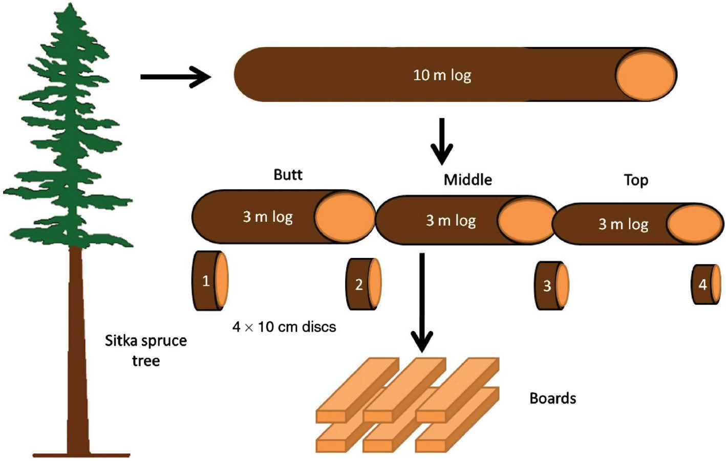 Figure 1: Acoustic measurements at different stages of the wood processing chain from a standing tree to sawn timber.
