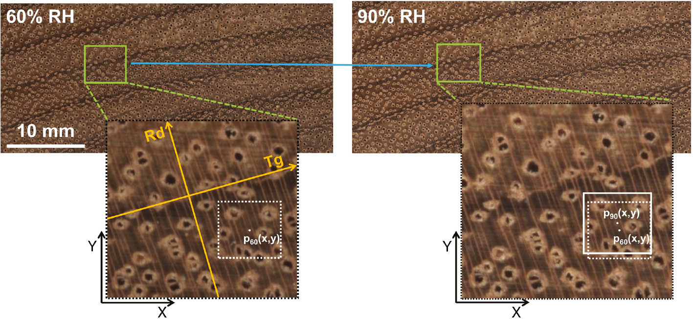 Figure 1: Representation of the tangential and radial direction for the displacement measures.Left (60% RH, 20°C): scan of the crosscut section at 60% RH, right (90% RH, 20°C): scan of the crosscut section at 90% RH. On the left image, P60(x, y) indicates the position of a pixel. On the right image, P60(x, y) indicates the old position of that pixel and P90(x, y) shows the new position of that same pixel. Notice the displacement of the pixel due to swelling (P60(x, y) to P90(x, y) on the right image). The tangential and radial swelling was determined using the displacement of pixel groups in the x and y directions.