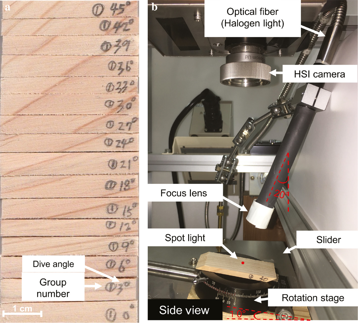 Figure 1: Each wood sample at specific dive angle was fixed on a slide. The same early-wood section was scanned in a push-broom manner for sixteen times with rotating the sample to obtain varying surface grain angles (0°, 3°, ...45°).(a) Sixteen Hinoki cypress samples cut from each rectangular piece timber with dive angles ranging from 0° to 45°, with 3° intervals. (b) A near infrared spatially and spectrally resolved imaging system, mainly including an NIR hyperspectral imaging camera and a focused halogen lamp source (Ø 1 mm).