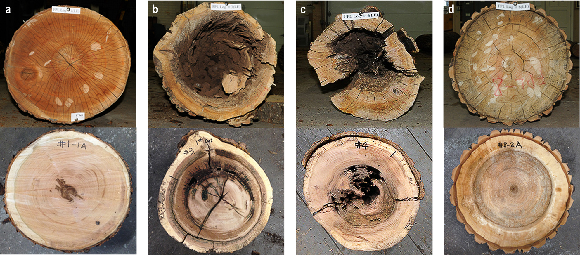 Figure 8: Defects located in the end face and dissected cross-section of logs: (a) end checks in the log no. 1; (b) void, cracks, rot, ring shake, etc. in the log no. 3; (c) void, decay and cracks in the log no. 4; (d) ring shake and decay in the log no. 8.
