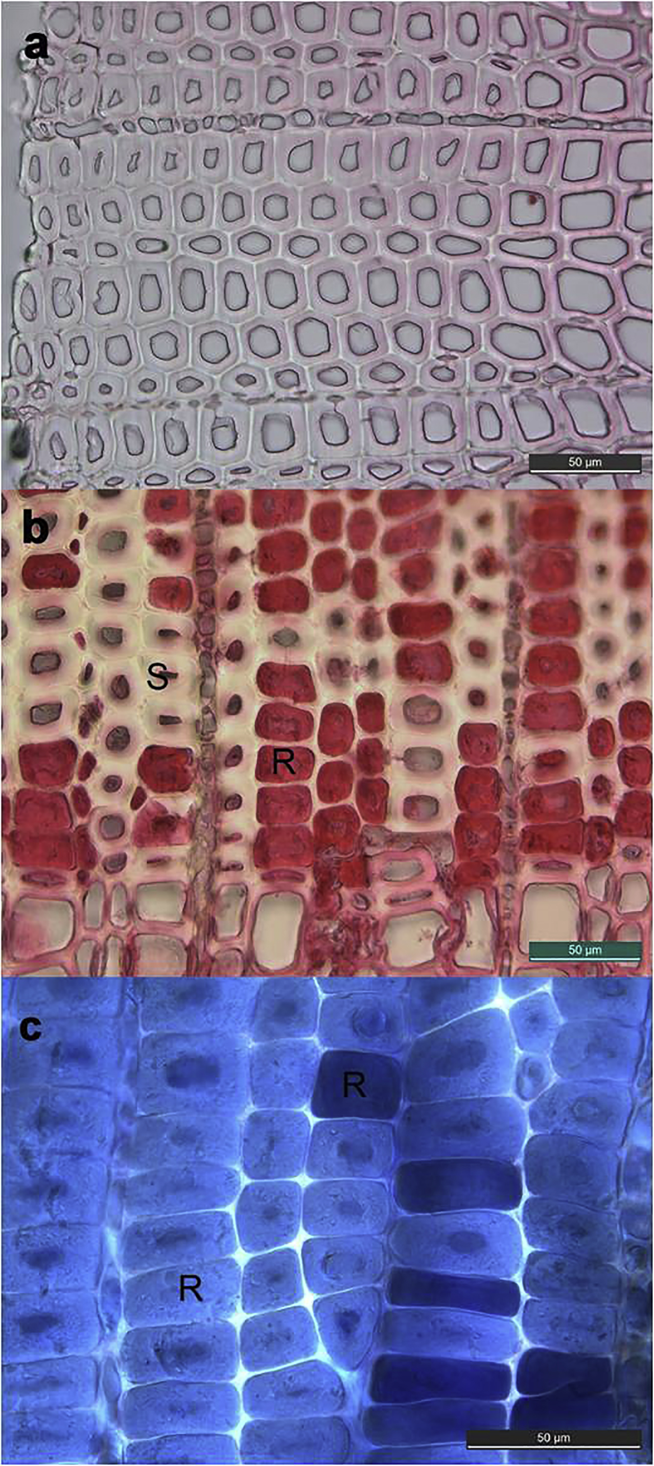 Figure 1: Light microscope cross sections of the waterlogged Pinus sylvestris pole. (a) Morphological intact secondary cell walls with no trace of erosion bacteria decay. (b) Intermediate erosion bacteria decay showing a mixture of morphologically sound tracheids (S) and tracheids with secondary cell wall decay leaving an amorphous residual material in the cell lumen (R). (c) Total secondary cell wall decay by erosion bacteria, the secondary cell wall of all tracheids are filled with typical residual material of erosion bacteria (R).