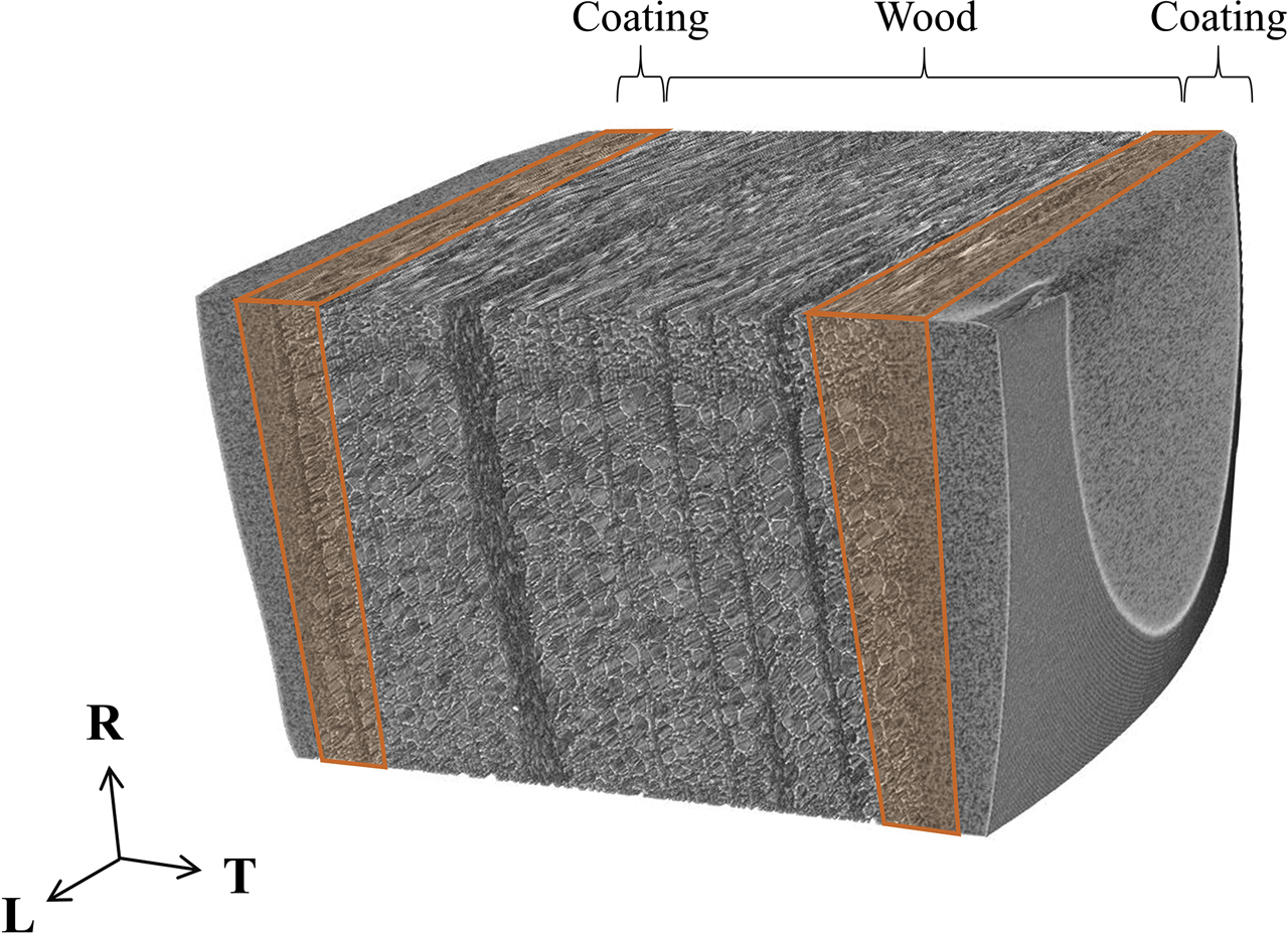 Figure 2: 3D visualisation of a beech sample after coating, and schematic representation of the image analysis. The length of the marked regions is 1 mm in tangential (T) direction.