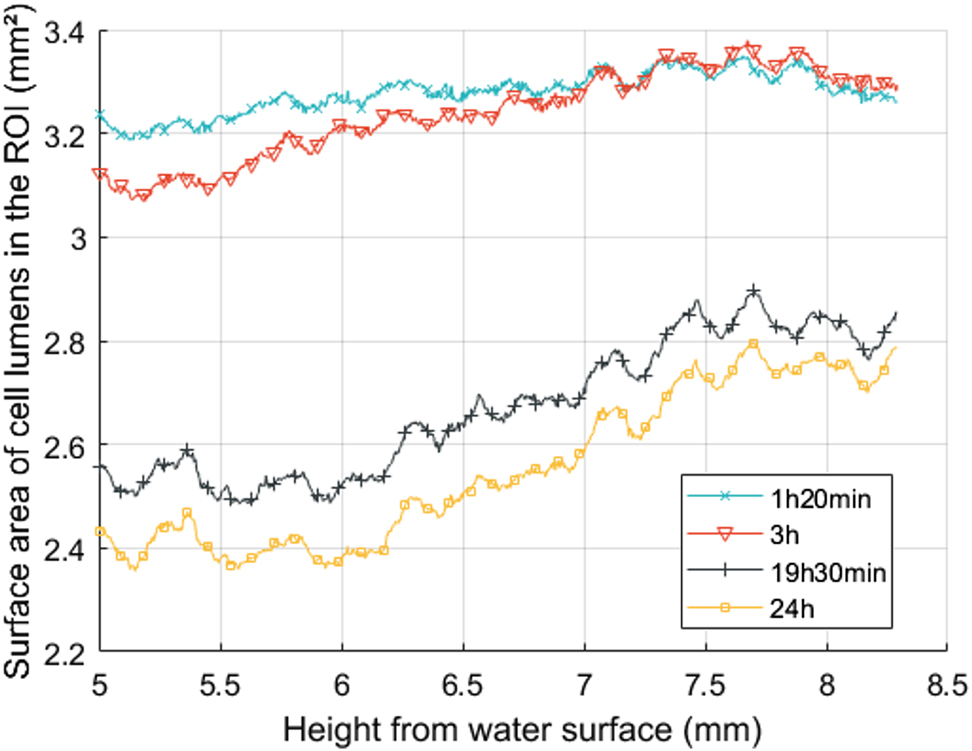 Figure 4: 
Total surface area of cell lumens in the regions of interest (ROI) along the height of the scanned volume during imbibition.
