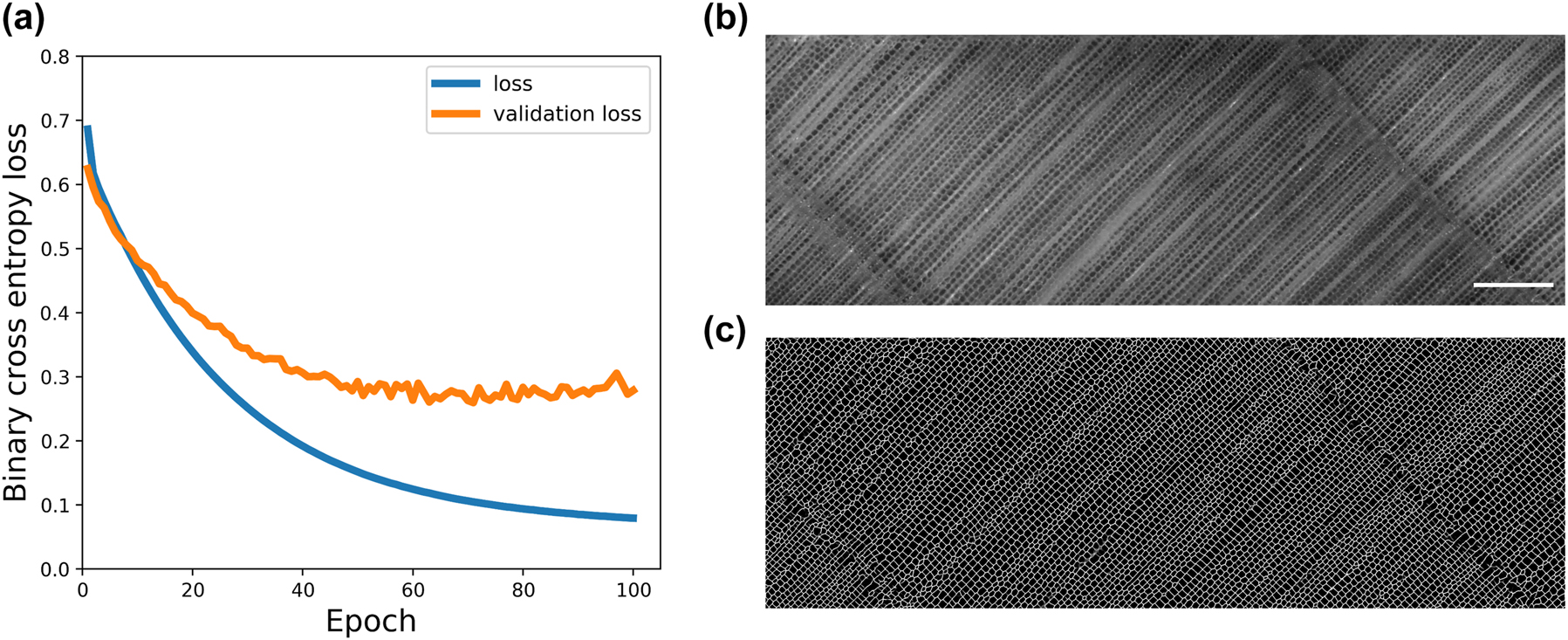 Figure 6:
Tracheid cell boundary prediction by trained U-Net model: (a) binary cross-entropy loss plotted against training epochs; (b) original image input; (c) predicted image. The scale bar indicates the length of 400 μm.
