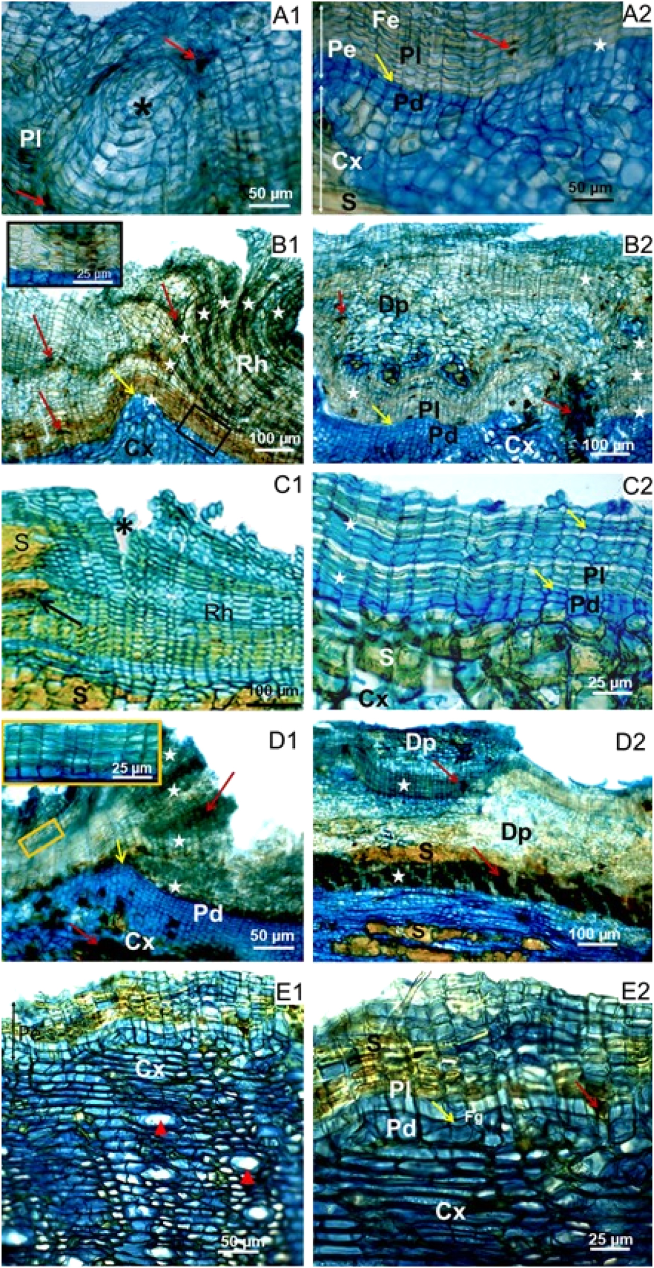 Figure 2: 
Periderms of Amazonian species seen in cross-section. (A1–2) Byrsonima spicata, (B1–2) Croton matourensis, (C1–2) Myrcia splendens, (D1–2) Tapirira guianensis and (E1–2) Vismia guianensis. Phellem [Pl], phelloids [Fe], phelloderm [Pd], phellogen [Fg, yellow arrow], periderms [Pe, star], cortex [Cx], rhytidome [Rh], sclereides [S], dead phloem [Dp], cells with content [standard and red arrow], lenticels [*asterisk] and secretory cells [red triangle].
