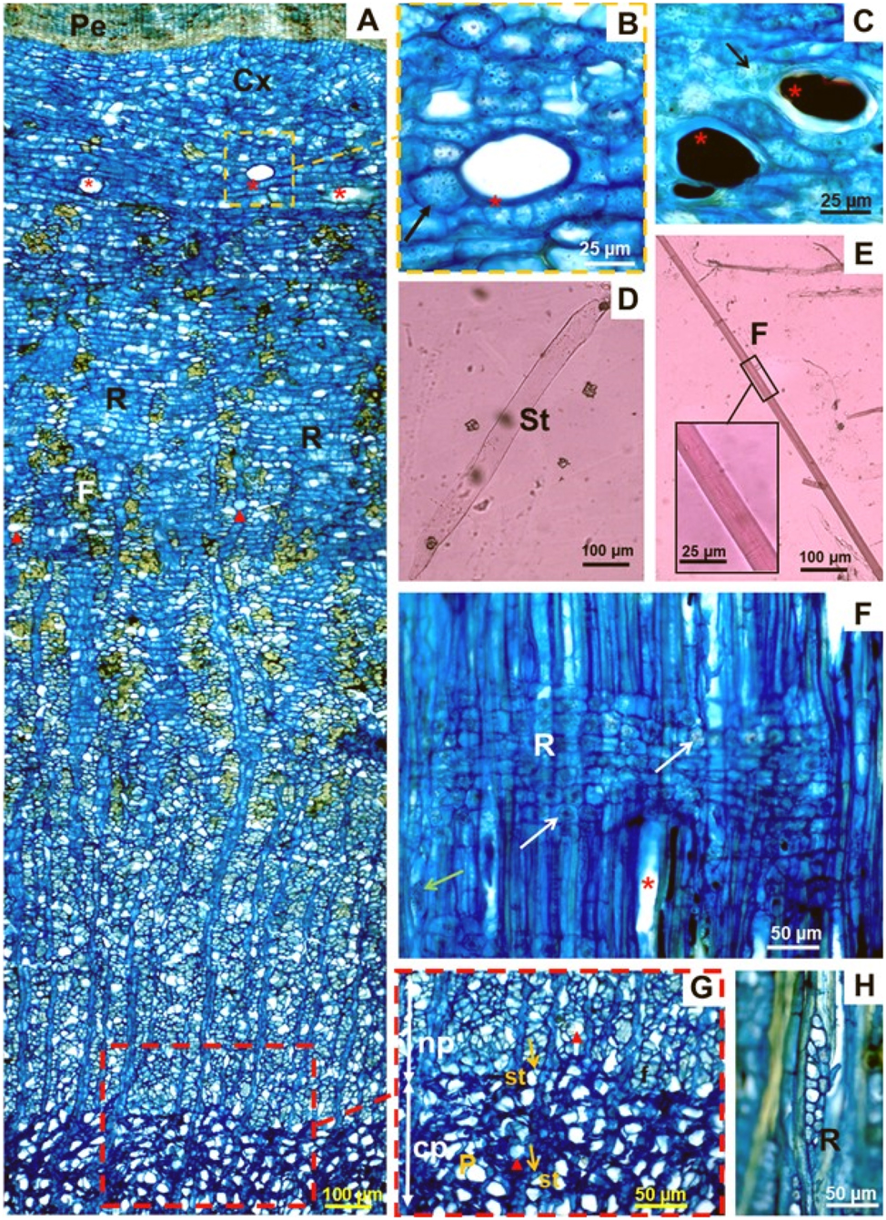 Figure 3: 
Bark sections of Croton matourensis. (A) Extension of the transverse plane, showing periderms [Pe], cortex [Cx], ray [R], fibres [F], conductive and nonconductive phloem [in yellow delimited zone], ray dilation towards the periderm and secretory cells [red triangle] and laticifer tubes [*, zone delimited in orange]; (B, C) delimited zone in the cortex, showing laticifer tubes with and without excretory contents [*] and crystalline sand [arrow]; (D) tube element [st]; (E) fibres [F], demarcated zone showing the cell wall; (F) radial plane, white arrow pointing to drusen crystals in the radius, crystalline sand [green arrow] and axial aspect of the laticiferous tubes [*]; (G) tube element [st], fibres [F], axial parenchyma [P], conductive [cp] and nonconductive [np] phloem, arrow showing companion cells and secretory cells [red triangle]; (H) tangential plane showing the radius [R].
