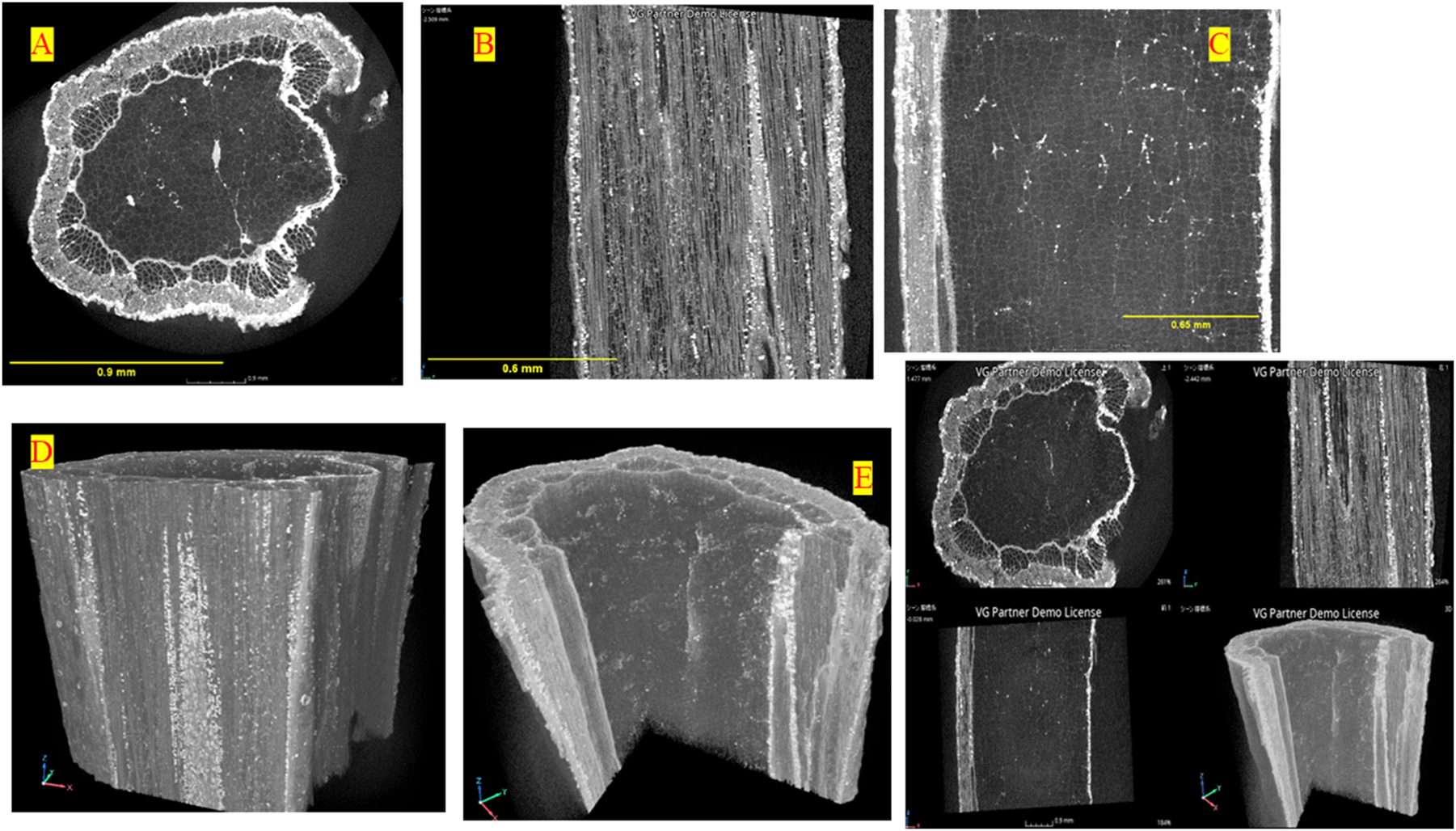 Figure 1:
The stem’s microstructure image of the Moringa sample obtained by X-ray micro-CT: (a–c) 2D initial images of Moringa slice, (d, e) 3D initial images of Moringa slice, (f) multi-planar reconstruction images. Scale bars: (a) 0.9 mm, (b) 0.6 mm, (c) 0.65 mm.