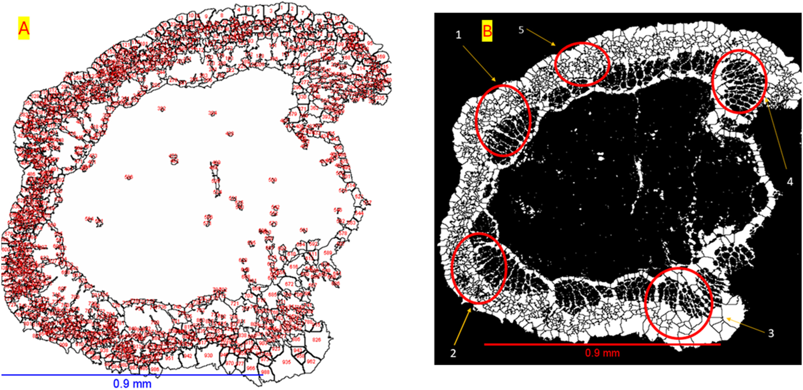 Figure 3:
2D volume images of Moringa stem: (a) example of counting all objects; (b) selected objects for measurement (quantitative analysis, e.g., porosity, pore density etc.). Scale bars: (a, b) 0.9 mm.
