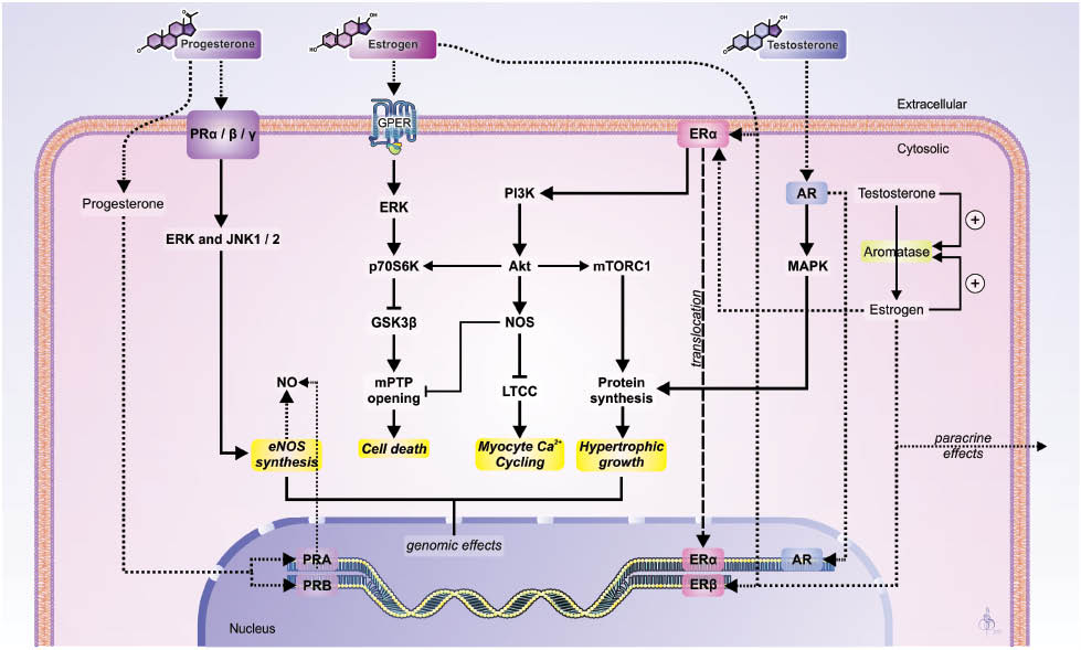 Figure 1 Signaling pathways of sex hormones. The receptors of sex hormones are located at the sarcolemma, cytosol, and nucleus. Binding of sex steroids to their receptors elicits both genomic transcriptional changes and more rapid non-genomic actions through activation of associated signaling intermediates. The expression of aromatase in the some cells, which itself may be influenced by local levels of testosterone and estrogen, suggests estrogen may be synthesized within the target cell to exert autocrine/paracrine actions in the milieu of fluctuating circulating sex hormone levels. mTOR, mammalian target of rapamycin complex 1; GSK3 β, glycogen synthase kinase 3β; mPTP, mitochondrial permeability transition pore. Dotted line represents movement of sex steroids; dashed line represents translocation of ERα to nucleus.