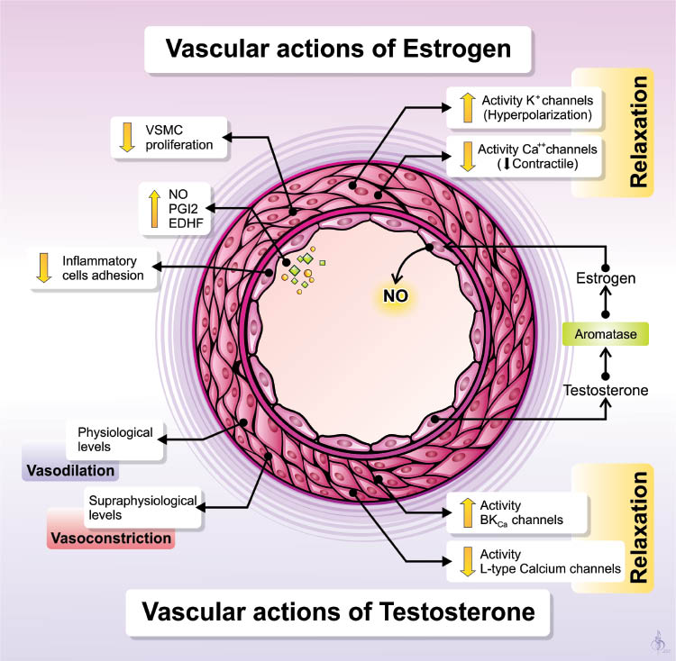 Figure 2 Vascular actions of estrogen and testosterone.