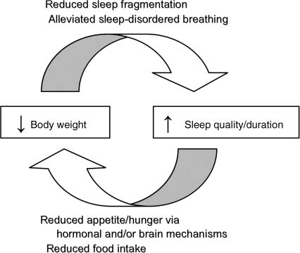 Figure 1 Schematic diagram of the proposed reciprocal relationship between weight loss and improved sleep quality/duration.Putative mechanisms by which body weight and sleep quality/duration affect each other are listed in italics, and include (top) reduced sleep fragmentation and alleviation of sleep-disordered breathing in response to weight loss; and (bottom) reduced hunger and food intake via hormonal or brain mechanisms in response to improved sleep quality and duration.