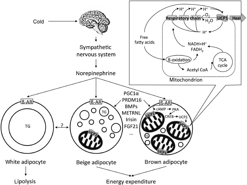 Figure 1 Brown adipose tissue physiology. The activation of the sympathetic nervous system via cold results in the release of norepinephrine. The catecholamine binds to ß-adrenergic receptors (ß-AR) leading to the transcription of the central thermogenic factor uncoupling protein-1 (UCP1). UCP1, located in the mitochondria, uncouples respiration from the ATP synthesis and thus induces the generation of heat (thermogenesis). In addition to cold-stimulated sympathetic activation, endogenous factors (e.g., PGC1α, PRDM16, bone morphogenetic proteins, irisin, meteorin-like and FGF21) play an important role in the activation of a thermogenic phenotype; however, ß-adrenergic stimulation in white adipose tissue results primarily in lipolysis. TG: triglycerides.