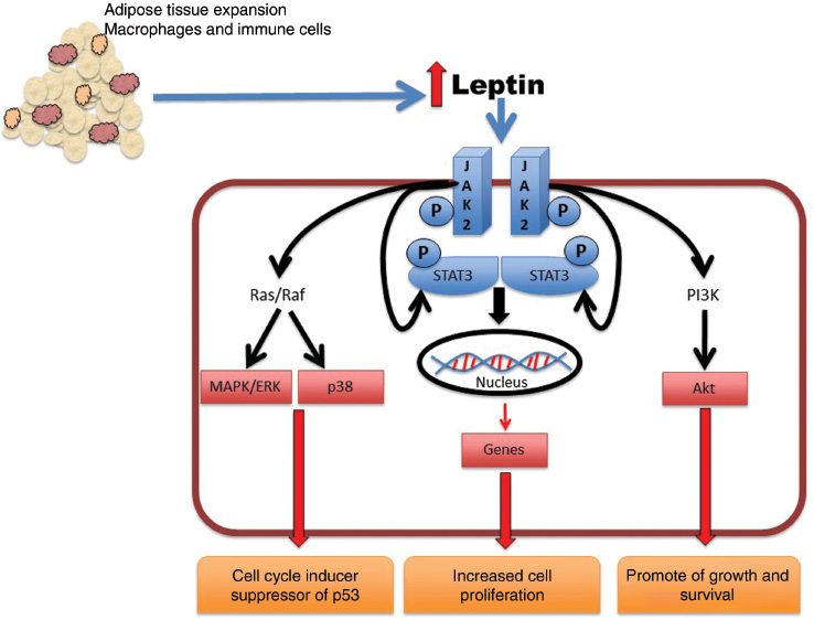 Figure 1: Leptin is increased with obesity.Leptin binds to its receptor and initiates phosphorylation of JAK2 on its cytosolic domain. Ras/Raf signaling is activated and induces mitogen-activated protein kinase activity, including cell cycle inducers and inactivation of tumor suppressor protein p53. STAT3 binds to phosphor-tyrosines on receptor and translocates to the nucleus to activate transcription of cell proliferative genes. Activation of phosphoinositide 3-kinase (PI3K) leads to AKT/mTOR stimulation promoting cell growth and survival.