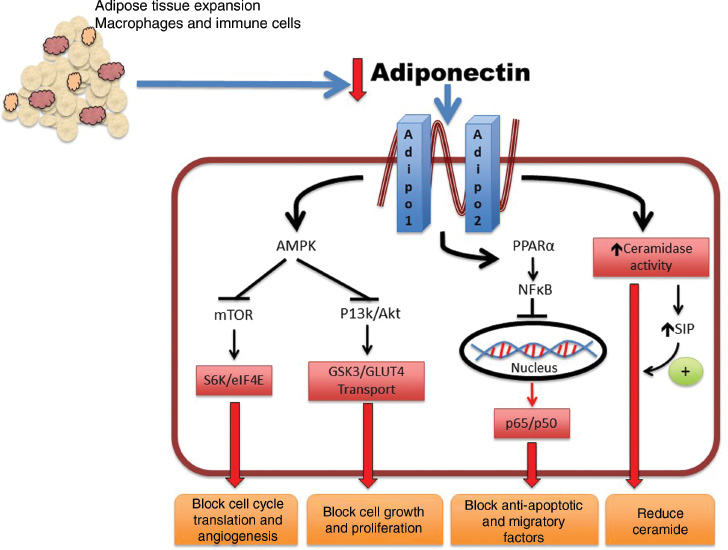 Figure 2: Adiponectin is decreased with obesity.Translation of protein synthesis S6K/eIF4E and cell cycle genes as well as angiogenesis via mTOR pathway is blocked by activation of the AMP-activated protein kinase (AMPK). Cell growth and proliferation factors initiated by the insulin-induced PI3K pathway is also blocked via AMPK. Anti-apoptotic and migratory proteins induced by p65/p50 of the NFkB pathway is inhibited by peroxisome proliferator-activated receptor-alpha. Adiponectin receptors exhibit ceramidase enzymatic activity to reduce detrimental effects of intracellular ceramide accumulation.