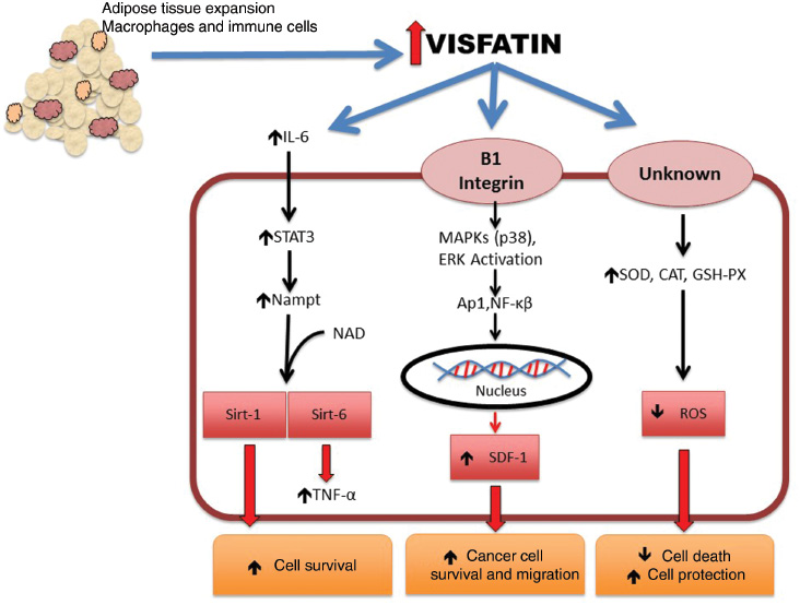 Figure 3: Visfatin is increased with obesity.Shown are three distinct mechanisms in which visfatin exerts effects on cancer. First it was shown that visfatin can stimulate monocytes to release the inflammatory cytokine IL-6. IL-6 then signals in an intracellular fashion to increase the expression levels of STAT3 which upregulates the active enzymatic form of visfatin, Nampt. Nampt can then cause increased cell survival through Sirt-1, and Sirt-6 stimulates the release of TNF-α, an inflammatory cytokine that has been linked to carcinogenesis in states of chronic low grade inflammation such as obesity. In the second pathway, visfatin signals through the cell surface receptor, Beta-1 integrin. This binding of ligand signals the upregulation and activation of MAPKs p38 and ERK. The MAPK cascades increase the expression of Ap1 and NFkB transcription factors that then upregulate SDF-1, leading to increased survival and migration in a cancer cell model. The third pathway was demonstrated through the action of visfatin on Me45 cancer cells. Treatment caused an increase in the antioxidative enzymes SOD, CAT, and GSH-PX via an unknown receptor. The increase in the enzymes was speculated to lead to a decrease in cell death by ROS and thus a protective effect on cancerous cells.