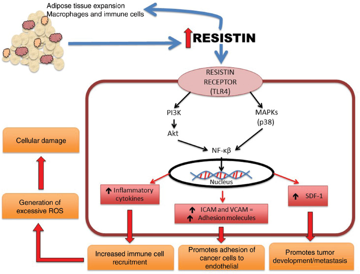 Figure 4: Resistin is increased with obesity.Adipose tissue expansion, especially in an obesogenic state, causes an increase in the release of resistin. Resistin is released from both the adipocytes and the resident immune cells that are increased as the result of local inflammation. Resistin is recognized by the TLR4 receptor on the surface and cells and binding of resistin as a ligand triggers downstream signaling. Two distinct signaling pathways are triggered. The first is through PI3K upregulation followed by AKT and NFkB. The second is through the MAPK pathway, notably p38 among others, followed by upregulation of NFkB. NFkB can then itself trigger three distinct pathways. The first is an upregulation of inflammatory cytokines leading to increased immune cell recruitment followed by an increase in the generation of reactive oxygen species and cellular damage. The second is through the upregulation of the adhesion molecules ICAM-1 and VCAM-1. These two molecules lead to increased adhesion of cancer cells to the endothelium. The third pathway is by upregulation of SDF-1 that promotes tumor development and metastasis.