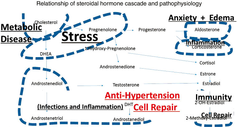 Figure 4: Schematic depiction of the steroidal hormone cascade and its relationship to pathophysiology.
