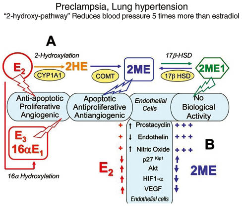 Figure 5: Schematic depiction of the influence of estradiol metabolites to develop arterial lung hypertension.
