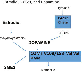 Figure 8: Simultaneous metabolism of estradiol metabolites and proteins through COMT V108/158 Val Val. COMT denotes for catechol-O-methyltransferase (COMT) is one of several enzymes that degrade catecholamines such as dopamine, epinephrine, and norepinephrine, but also 2-hydroxyestradiol to 2-methoxyestradiol.It may this be interpreted as a classical enzyme inhibition, which may be described by Michaelis-Menten Kinetics.