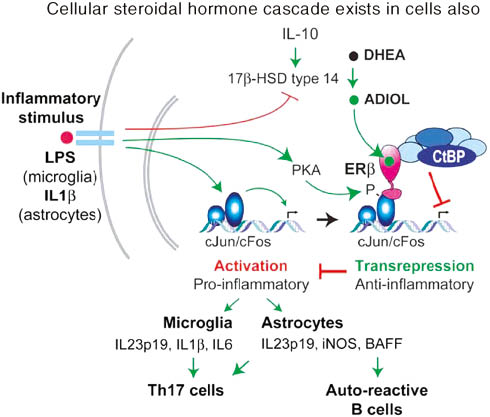 Figure 9: Schematic depiction of steroidal metabolism in nerve cells.ER denotes for estrogen receptor, IL denotes for interleukin, Adiol for androstenediol and androstenediol. HSD denotes for hydroxysteroidhydrogenase, transcriptional integrators CBP are up-regulated by androgen ablation and may influence antagonist/agonist balance of non-steroidal anti-androgens. B cell-activating factor (BAFF) is an important factor in autoimmune disease.