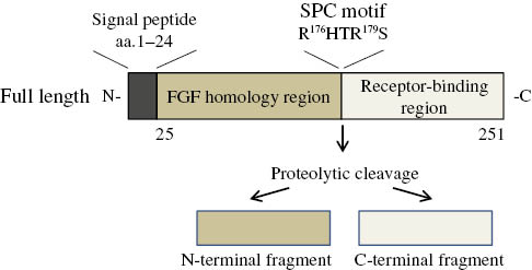 Figure 1: Structure of FGF23.Full-length FGF23 is proteolytically cleaved at the SPC motif to produce inactive forms of FGF23.