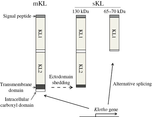 Figure 2: Structure of Klotho (KL).Membrane-bound KL (mKL) is composed of two internal repeats (KL1 and KL2), a transmembrane domain, and short intracellular carboxyl domain. The proteolytic cleavage of mKL at the transmembrane domain results in the production of 130 kDa soluble KL (sKL), while 65–70 kDa sKL is produced by alternative splicing.